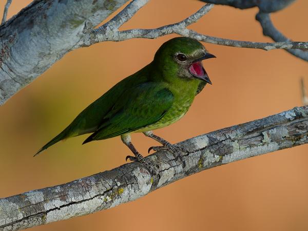 Zwaluwtangare (Tersina viridis)